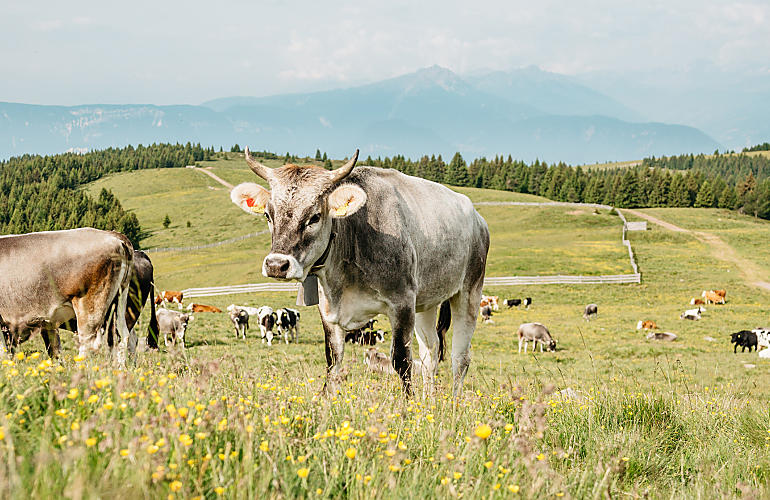 Prelibatezze dai masi di montagna dell'Alto Adige