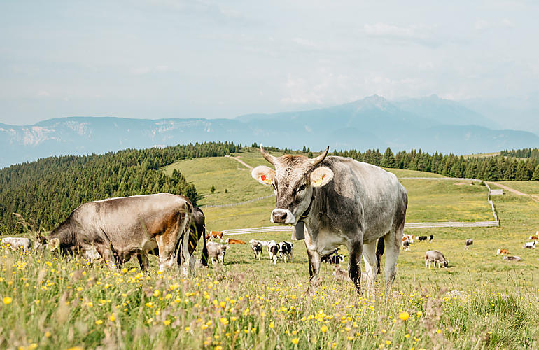 Prelibatezze dai masi di montagna dell'Alto Adige