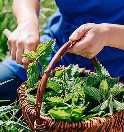 La natura dell'Alto Adige in cucina